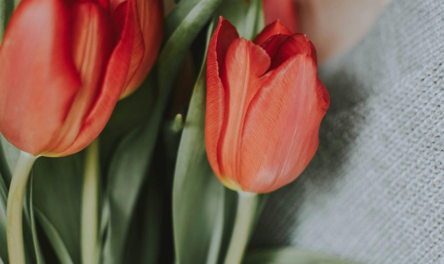 Как выбрать холодильную сплит-систему для хранения цветов